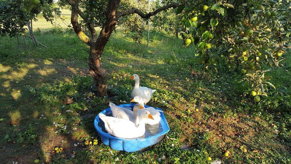 Bed And Breakfast - Die Aelplersuit Fuer Backpackers Im Berghuesli Linthal エクステリア 写真